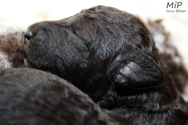 2011-05-07 Puppies Candy & Svet (57).jpg